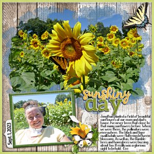 Sunflower field 2023