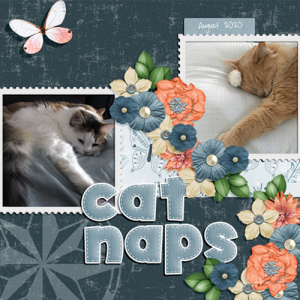 Cat Naps