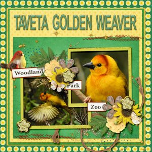 Taveta_Golden_Weaver_small