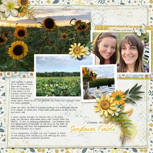Sunflower Fields