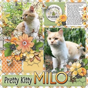 Pretty Kitty Milo