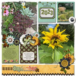 2023 Late Summer Blooms