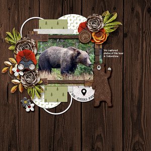 Yellowstone-Bear