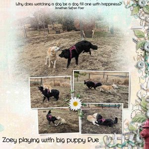 love-my-dog-zoey-rue