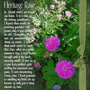Heritage Rose