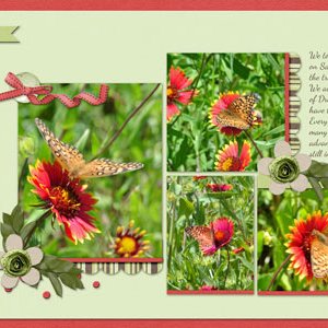 Butterfly Heaven