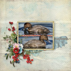 Ducks