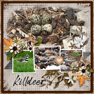 Killdeer