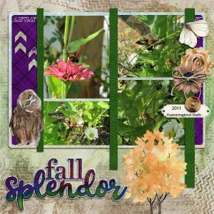 Hummingbird Moth WA 10