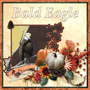Bald_Eagle_small2