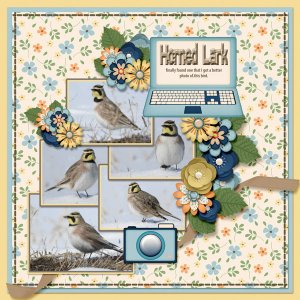Horned_Lark_small1
