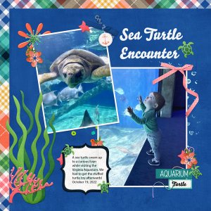 Sea Turtle Encounter