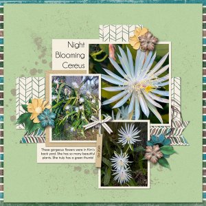 Night Blooming Cereus