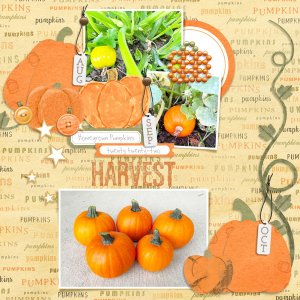 Pumpkin Harvest