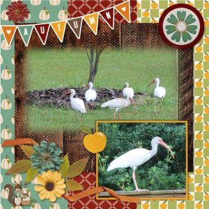 White Ibis