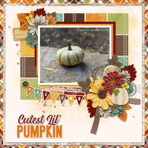 Voluteer Pumpkin