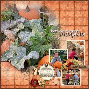 Pumpkin-Patch
