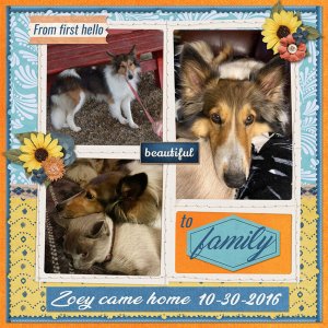 Happy Gotcha Day Zoey 2023