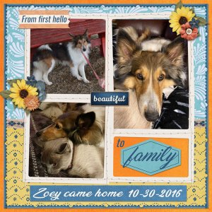 Happy 7th Gotcha Day Zoey 2023