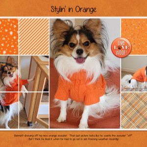 Stylin' in Orange