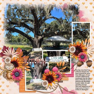 400 yr old live oak tree