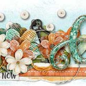 nov siggy