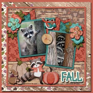 Raccoons