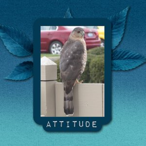Attitude