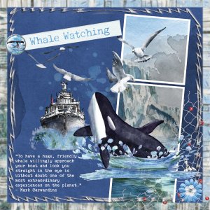 Whale Watching