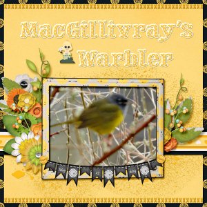 MacGillivray_s_Warbler_small