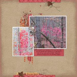 Fall Leaves