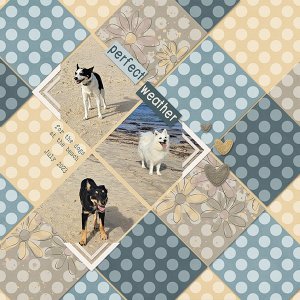 Dogs at Beach