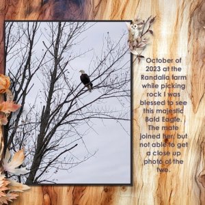 Bald Eagle