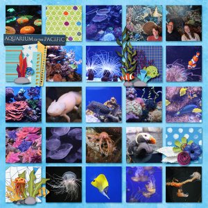 Aquarium of the Pacific collage