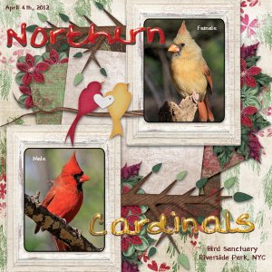 Northern Cardinals