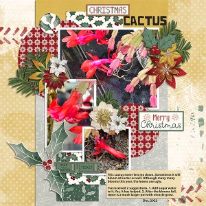 Christmas Cactus 2023