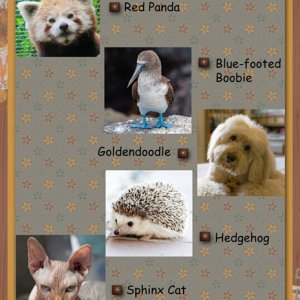 "Cute Critters"