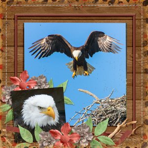 (eagle in flight)