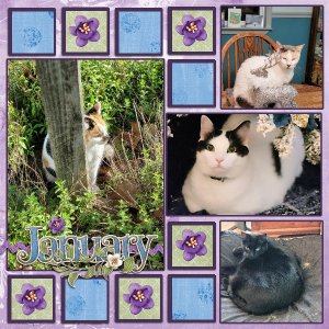 Cats January 2024