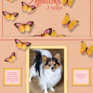 Papillons - 2 Ways