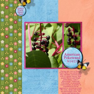 American Pokeweed