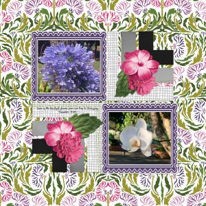 Wild Orchids