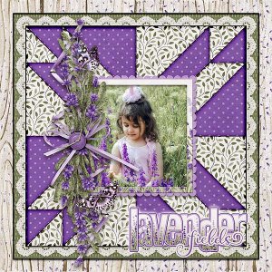 Lavender Fields