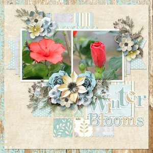 Winter Blooms