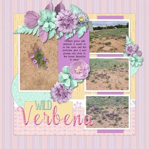 Wild Verbena