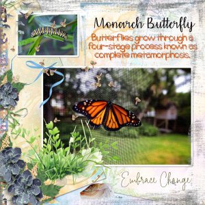 Monarch Butterfly