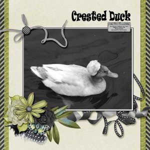 crested_duck_small