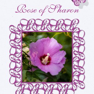 Rose of Sharon