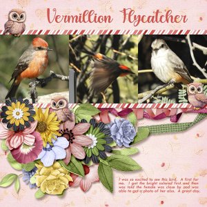 Vermillion_Flycatcher_small