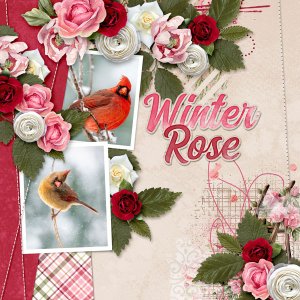 My Winter Rose
